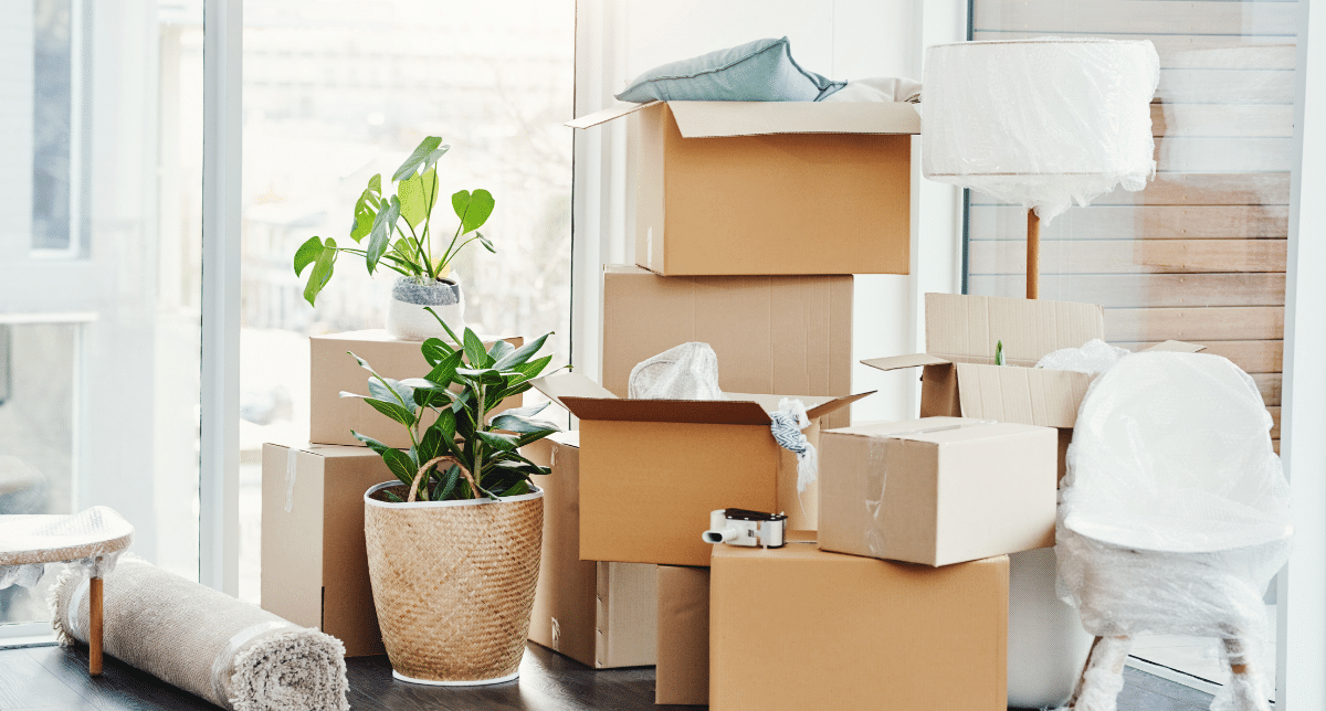 Piles de cartons et plante verte dans une pièce lumineuse, avant le débarras d'un logement